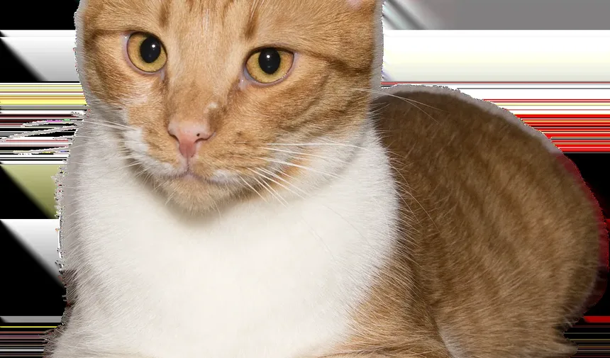 Como Fazer Amizade com um Gatinho Vadio Assustado: Um Guia Completo