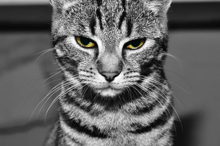 Como Fazer Amizade com um Gatinho Vadio Assustado: Um Guia Completo