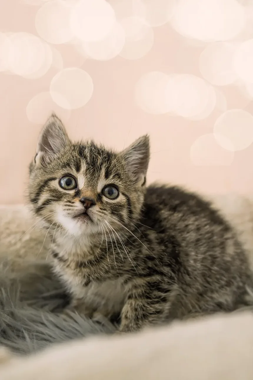 Como Curar um Gato de Morder: Compreendendo e Abordando a Agressividade Felina