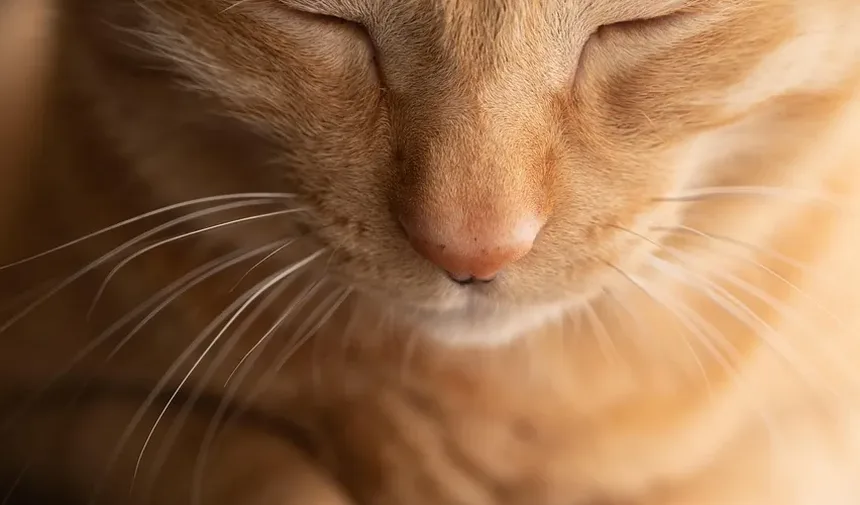 Como Curar um Gato de Morder: Compreendendo e Abordando a Agressividade Felina