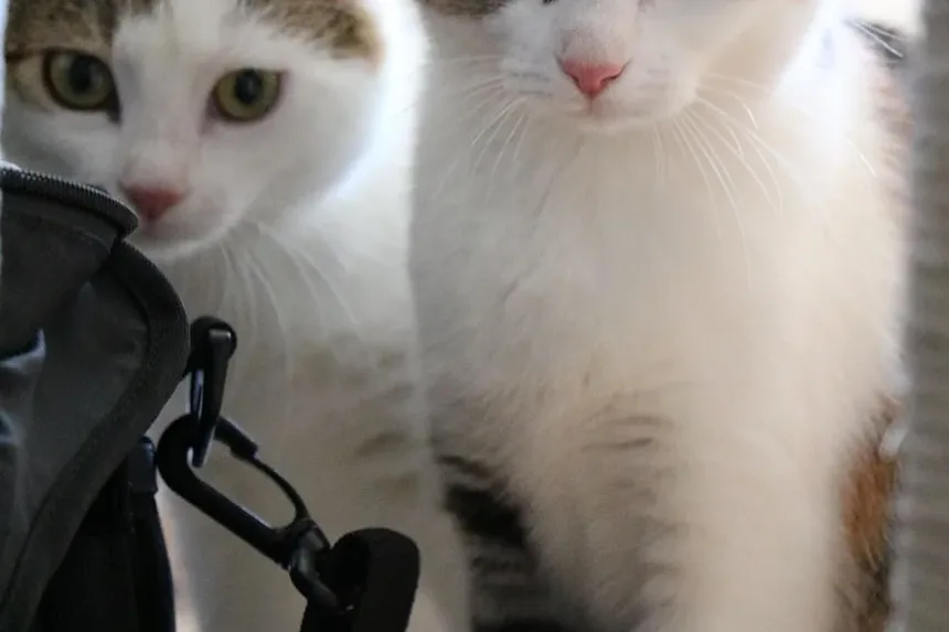 Como Curar um Gato de Morder: Compreendendo e Abordando a Agressividade Felina