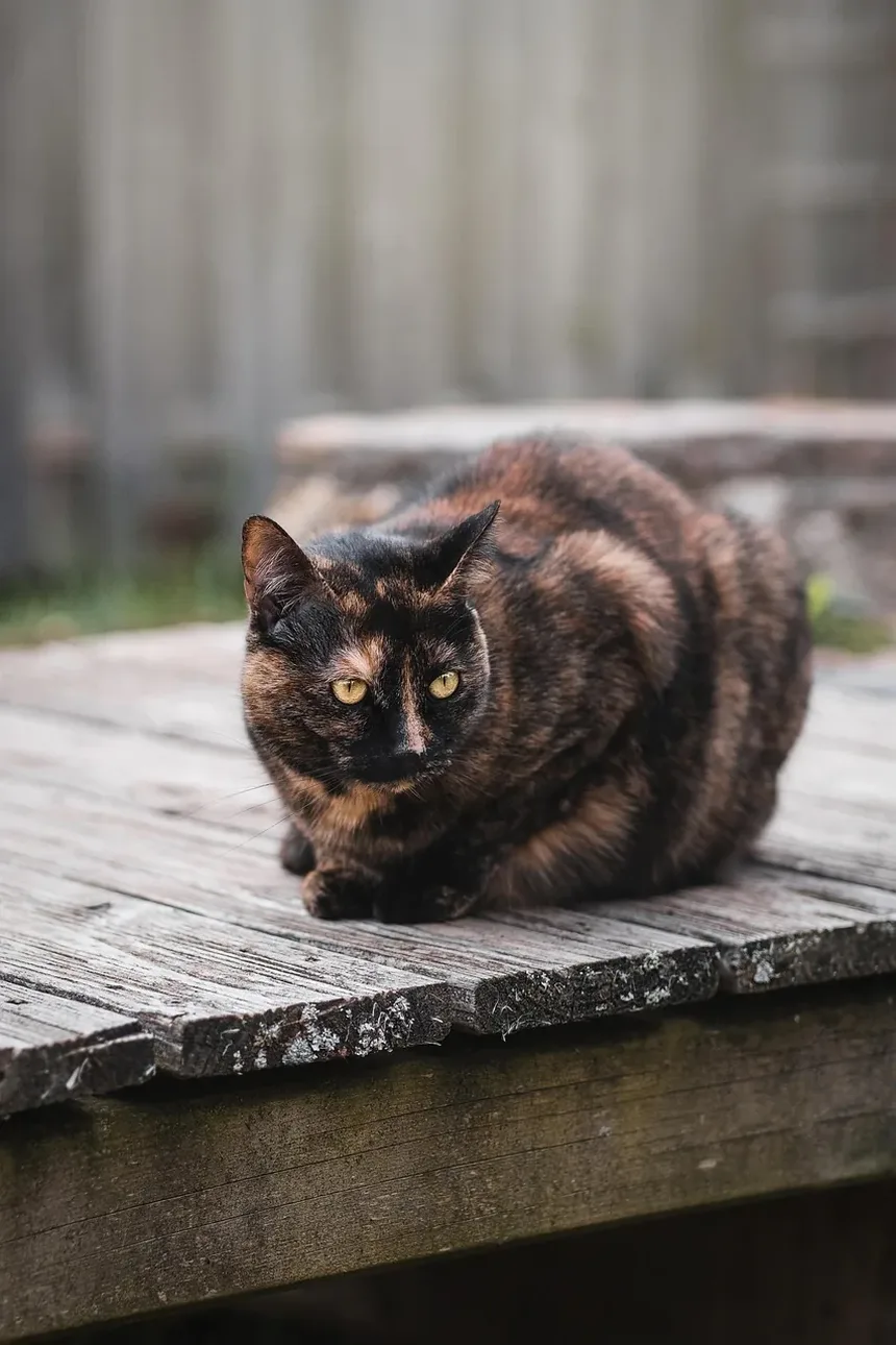 Como Alimentar Seu Gato com uma Dieta Balanceada: Um Guia Completo
