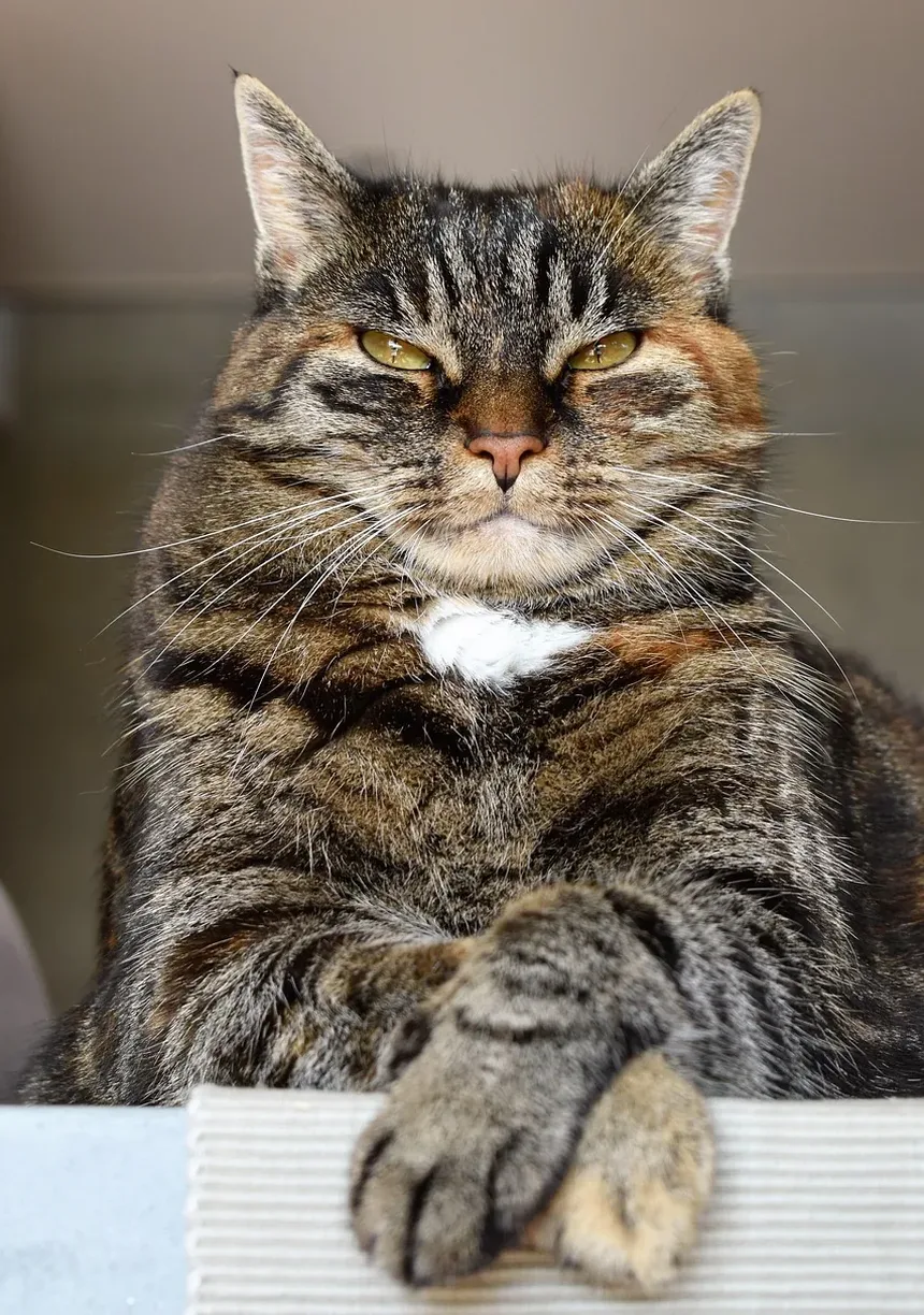 Como Alimentar Seu Gato com uma Dieta Balanceada: Um Guia Completo