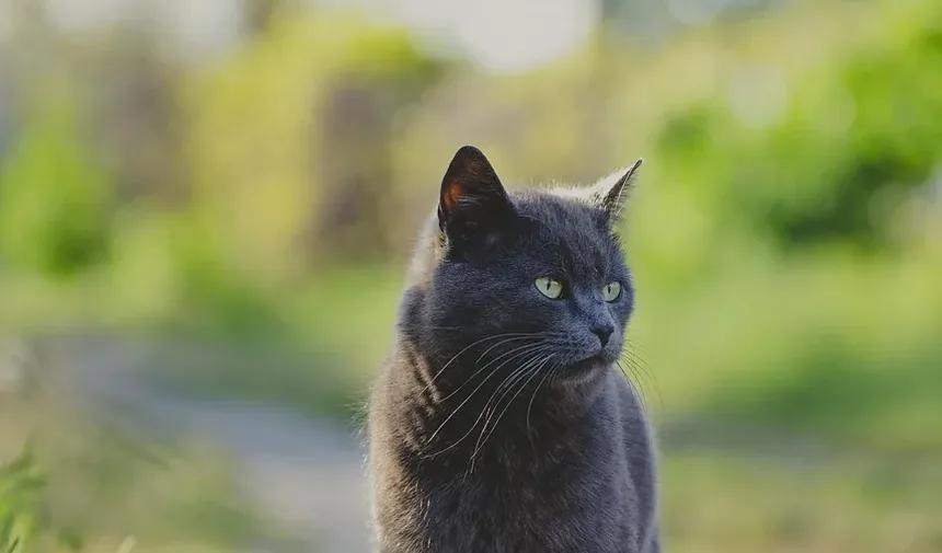 Como Alimentar Seu Gato com uma Dieta Balanceada: Um Guia Completo
