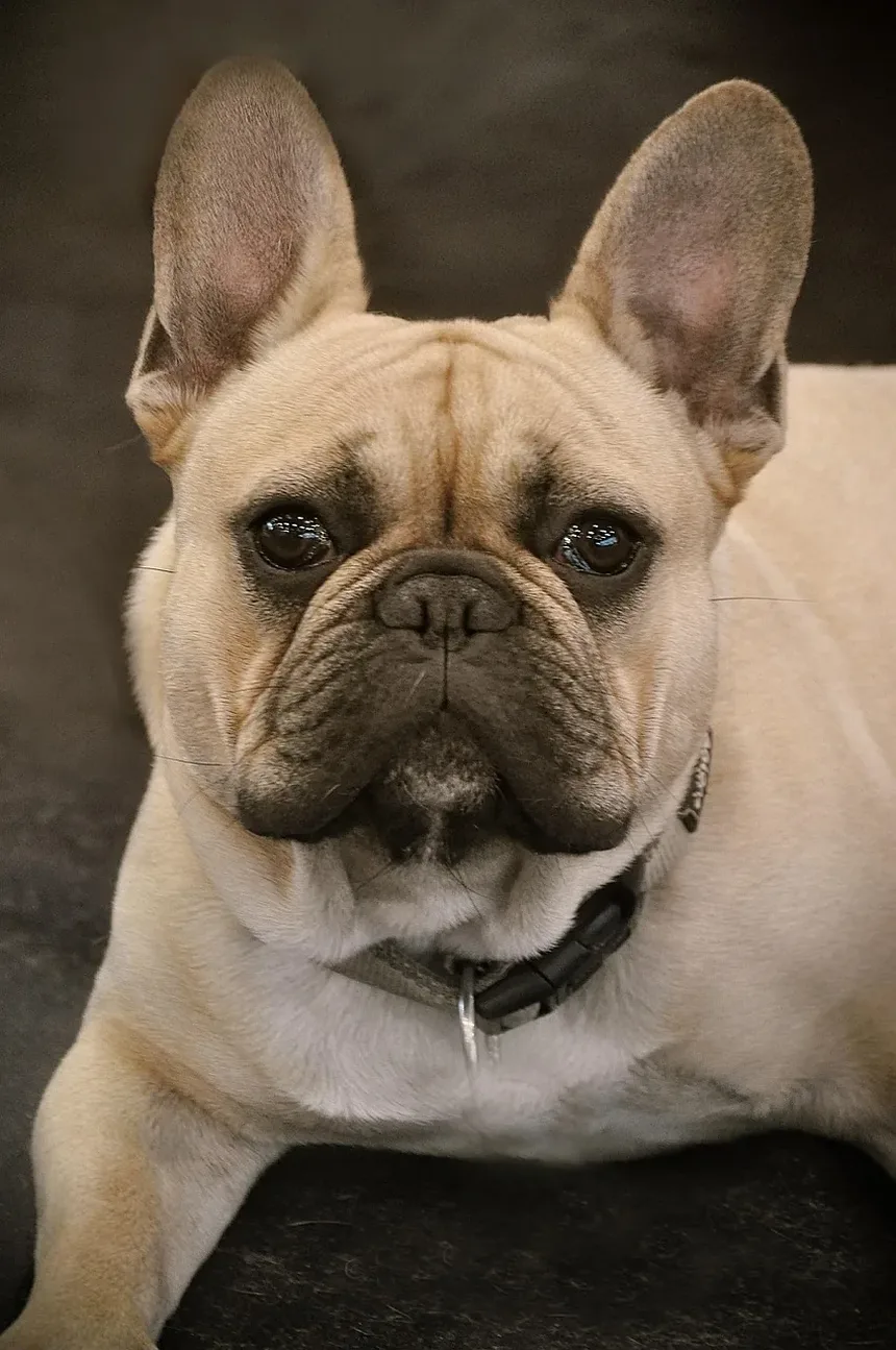 Como Ajudar um Cão Após um Trauma: Um Guia Completo