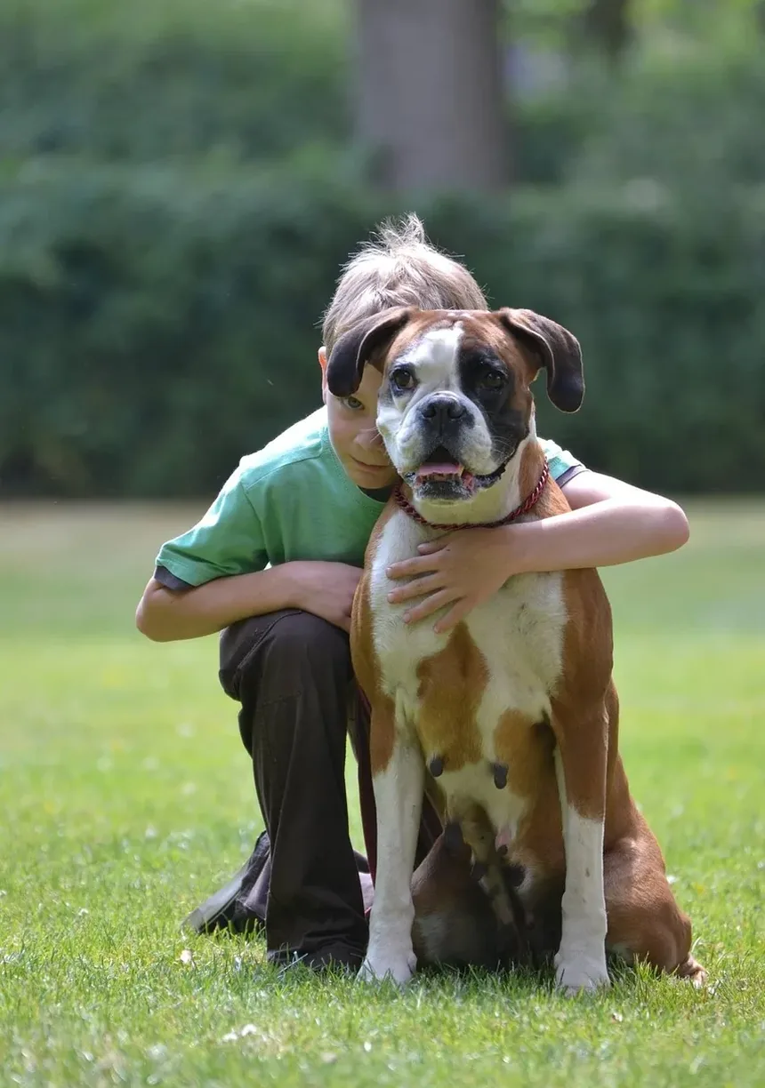 Como Ajudar um Cão Após um Trauma: Um Guia Completo