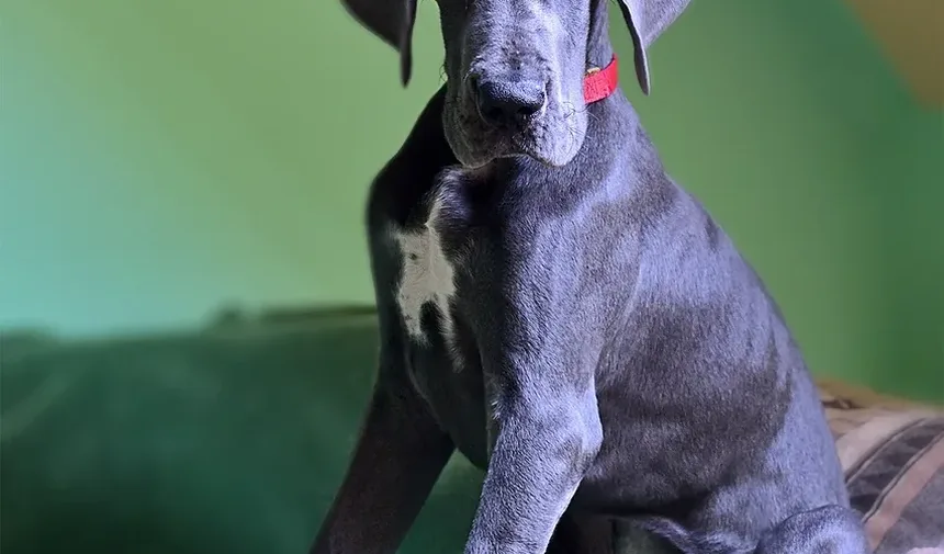 Como Ajudar um Cão Após um Trauma: Um Guia Completo