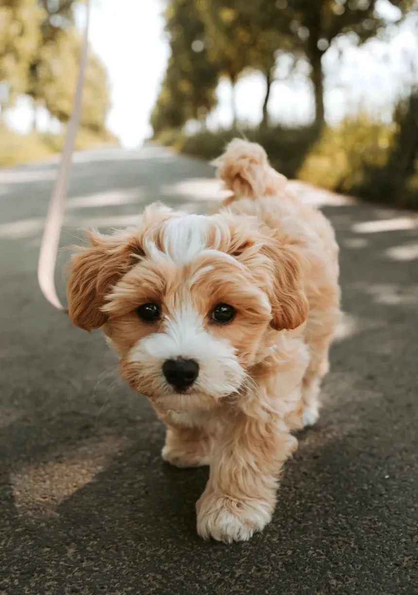 Como Ajudar um Cão com Patas Queimadas