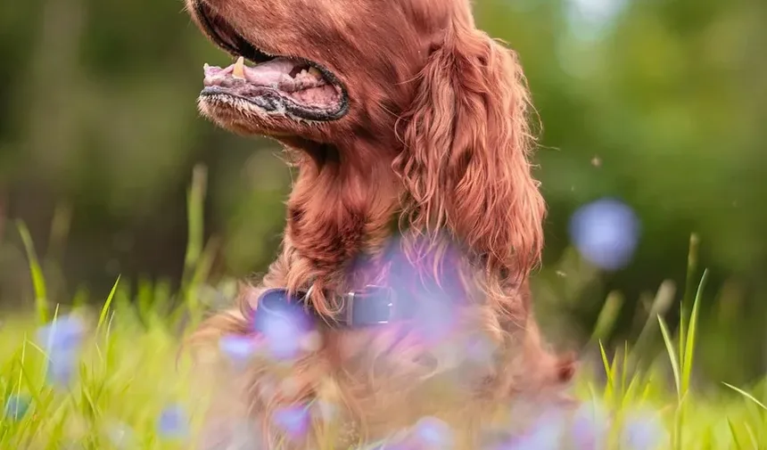 Como Ajudar um Cão com Patas Queimadas