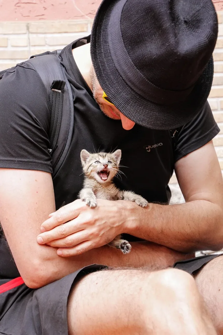 Como Ajudar um Gatinho Novo a se Adaptar