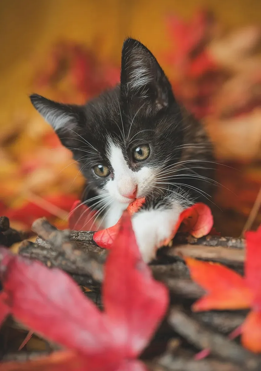 Como Ajudar um Gatinho Novo a se Adaptar
