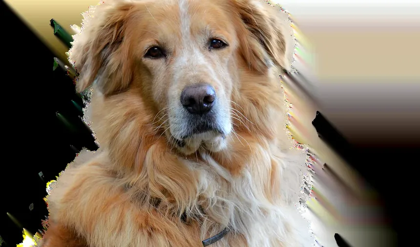 Como Ajudar Meu Cão Após Cirurgia nos Olhos: Um Guia Completo