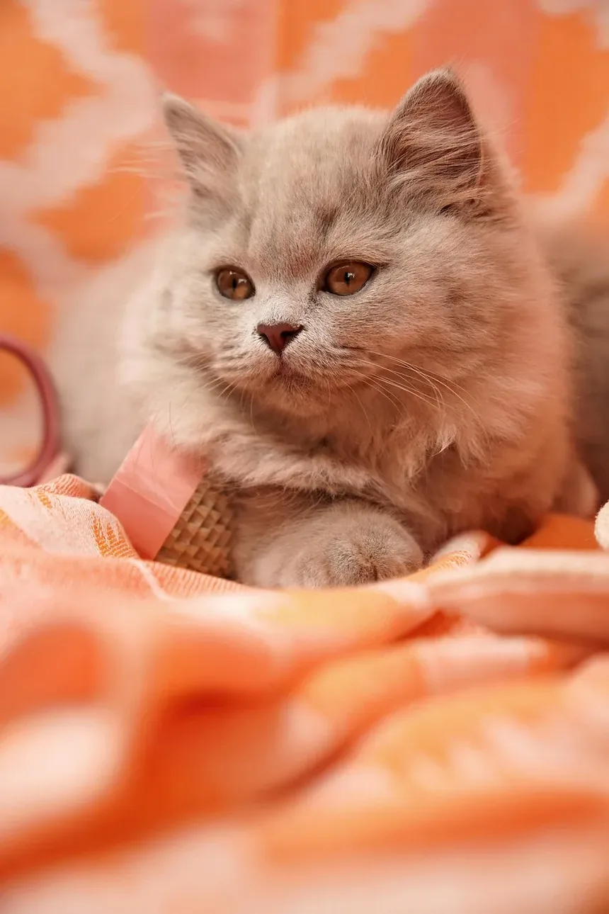 Como Melhorar a Dieta do Meu Gato: Um Guia Completo
