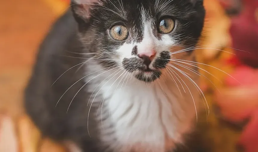 Como Melhorar a Dieta do Meu Gato: Um Guia Completo