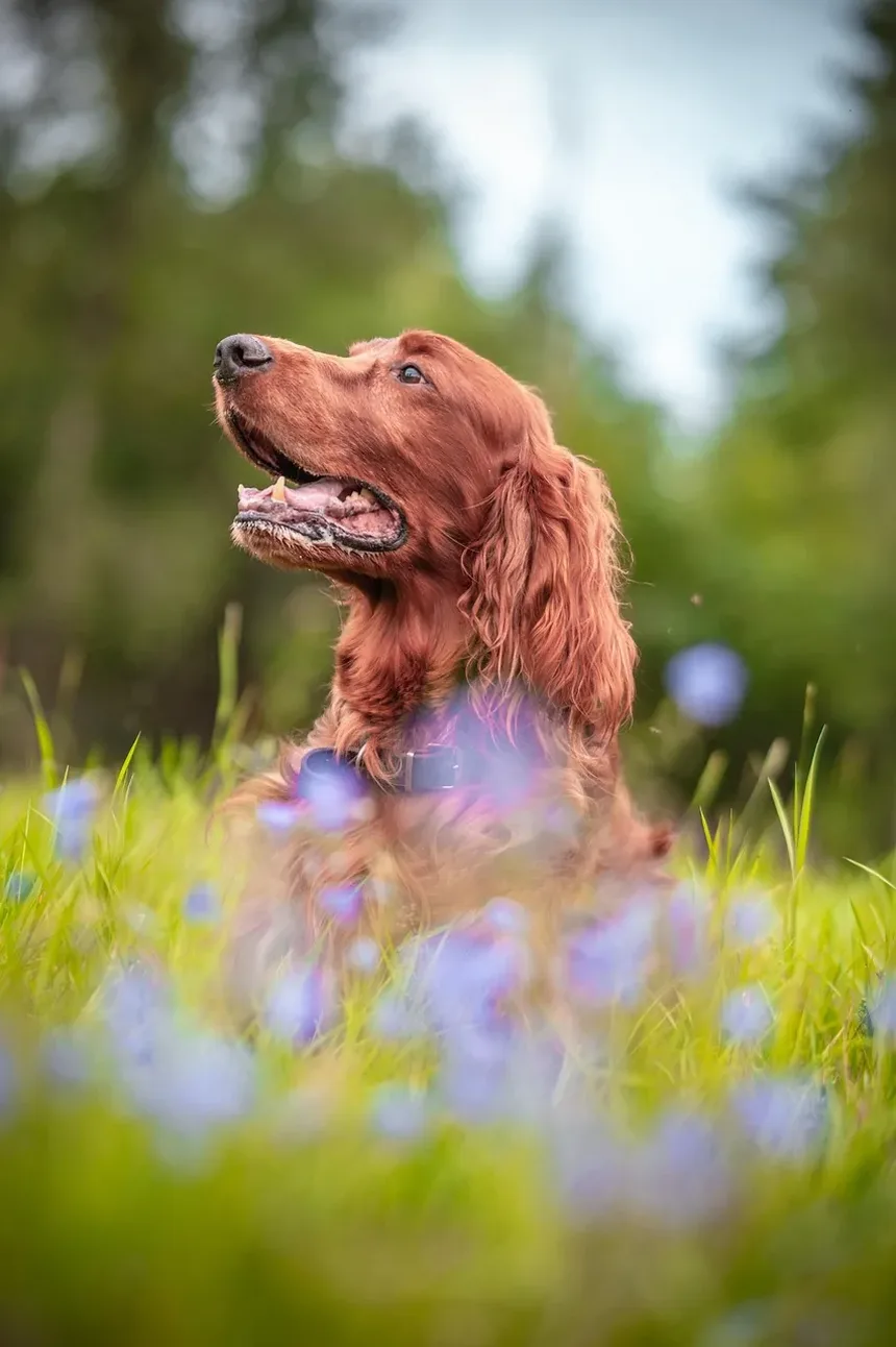 Como Manter os Olhos do Seu Cão Saudáveis