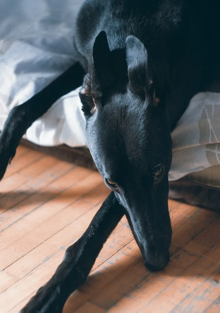 Como Manter os Olhos do Seu Cão Saudáveis