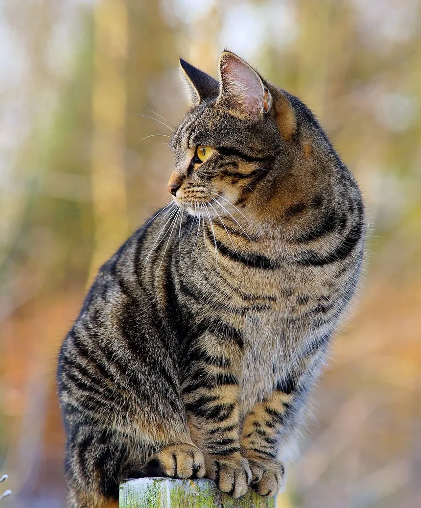 Como Deixar um Gatinho Tímido Confortável: Um Guia Completo
