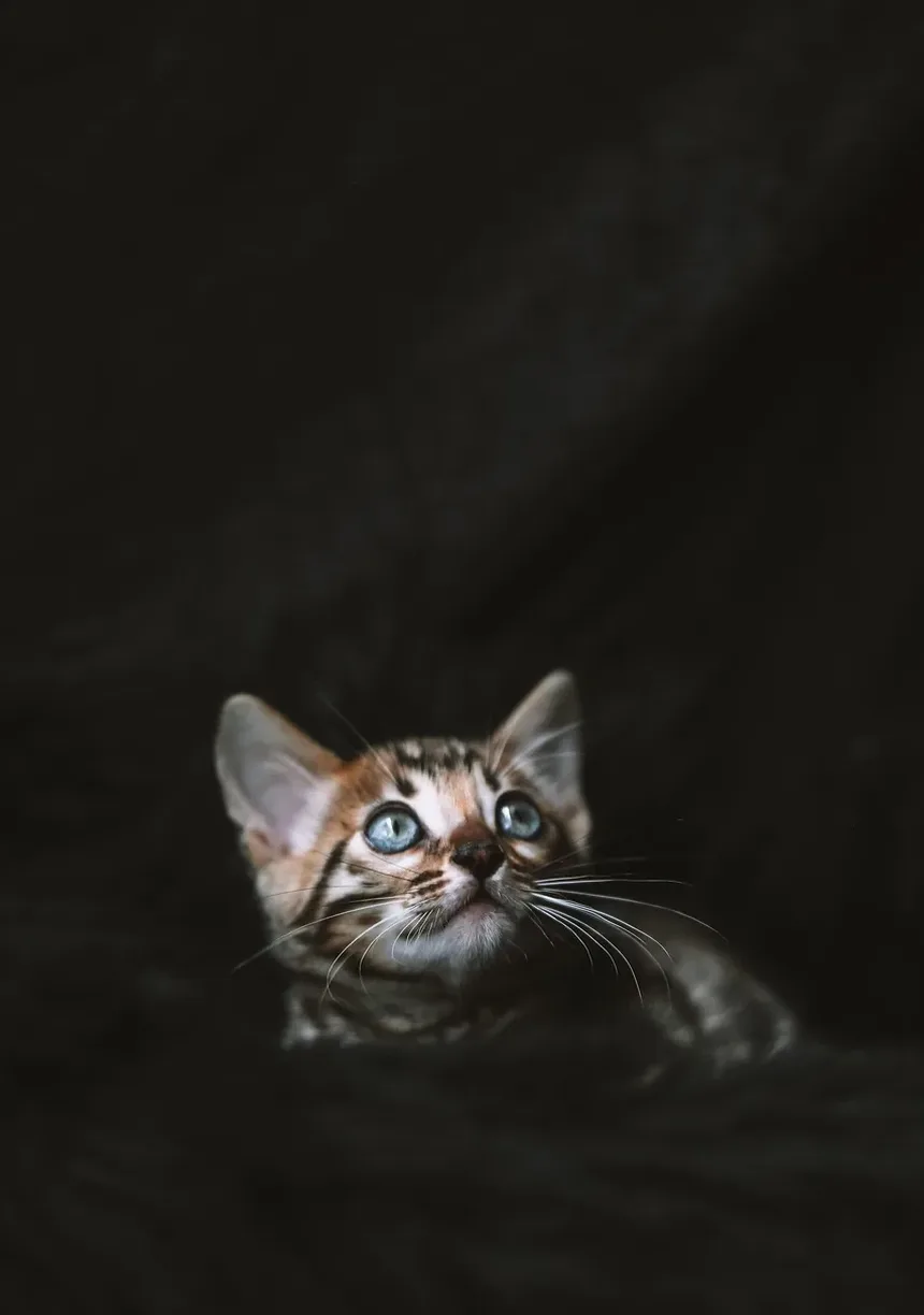 Como Deixar um Gatinho Tímido Confortável: Um Guia Completo