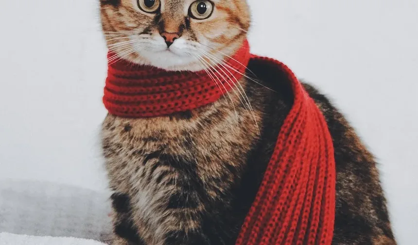Como Deixar um Gatinho Tímido Confortável: Um Guia Completo