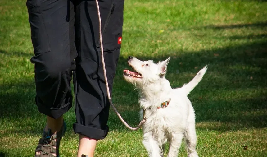 Como Preparar Refeições para Cães em Casa: Um Guia Completo
