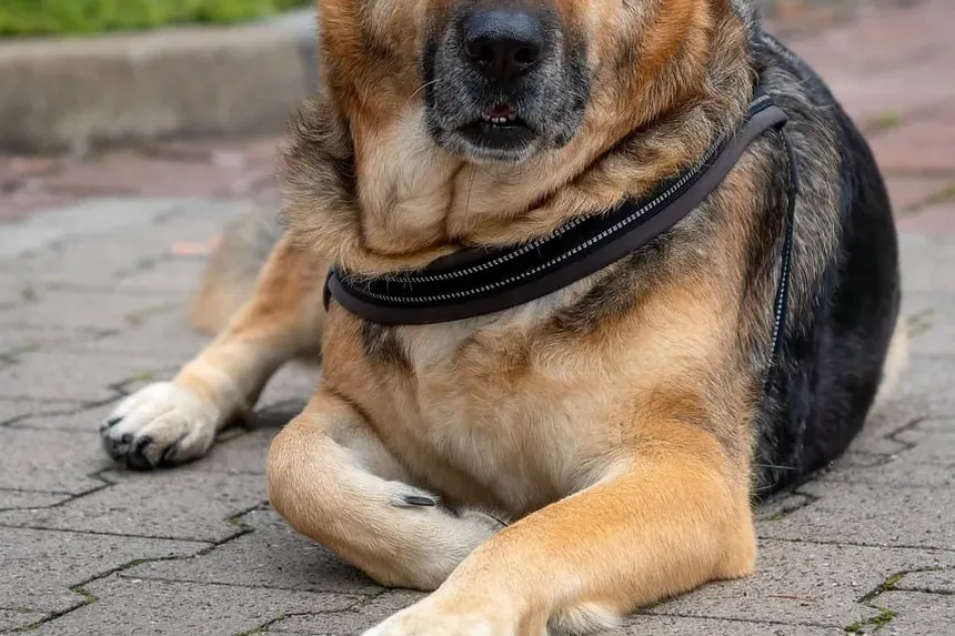 Como Preparar Refeições para Cães em Casa: Um Guia Completo