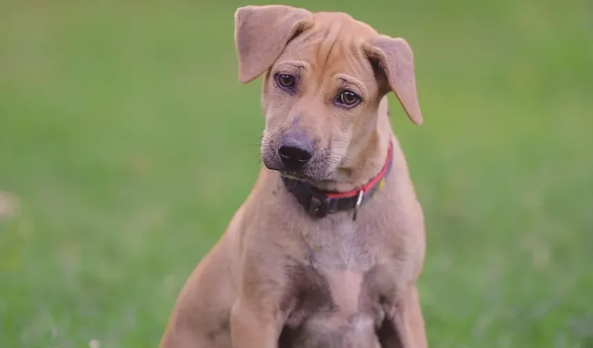 Como Prevenir Infecções de Ouvido em Cães Após Nadar