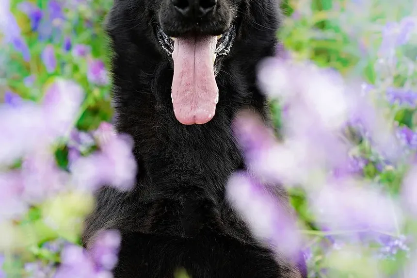 Como Prevenir Infecções de Ouvido em Cães Após Nadar