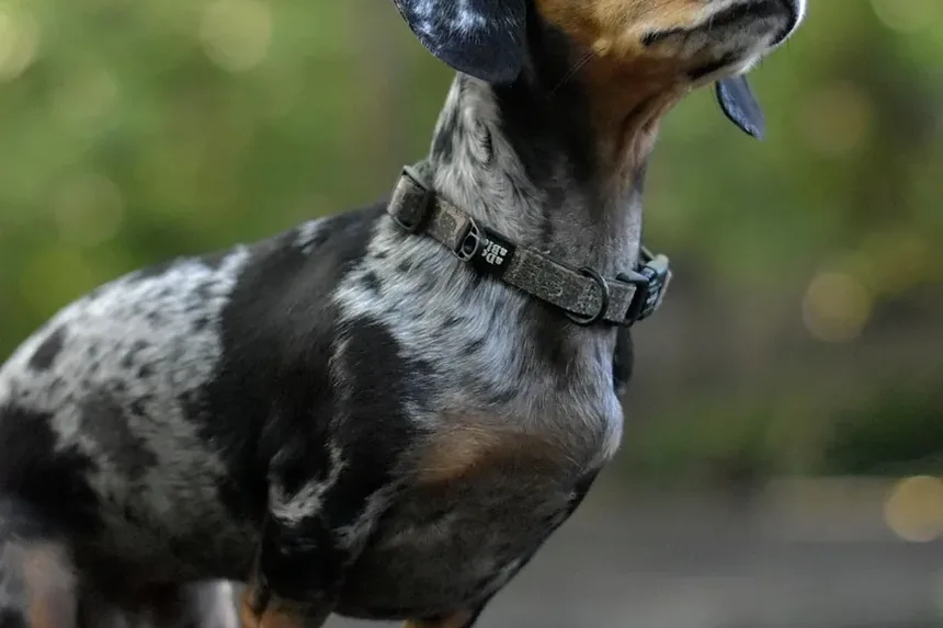 Como Aliviar a Coceira e a Pele Seca em Cães: Um Guia Completo