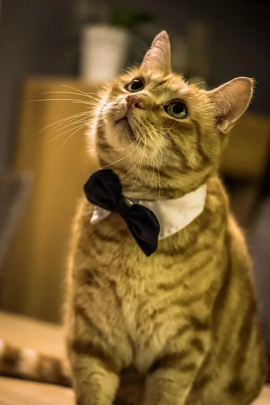 Como Saber Se um Gato Doente Está Melhorando