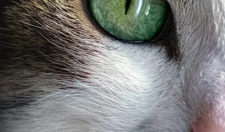 Como Saber Se um Gato Doente Está Melhorando