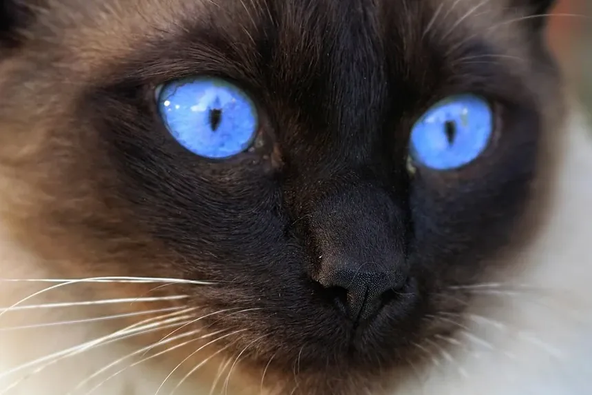 Como Saber Se um Gato Doente Está Melhorando