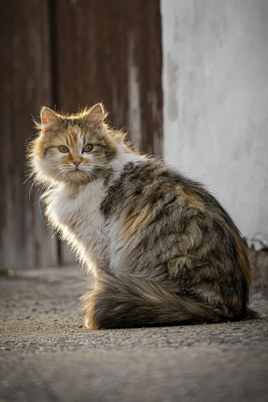 Como Saber Se um Gato de Rua Está Doente