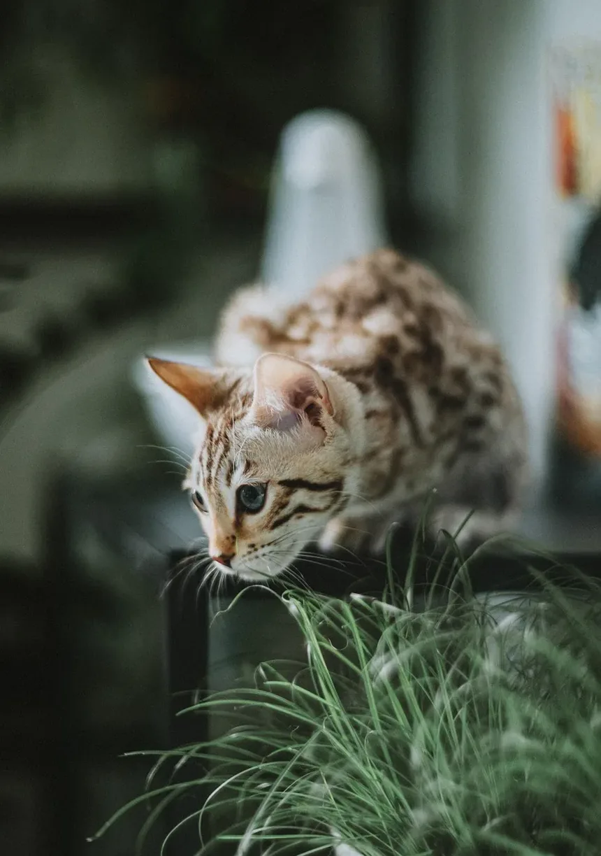 Como Saber Se Meu Gatinho Está Engordando