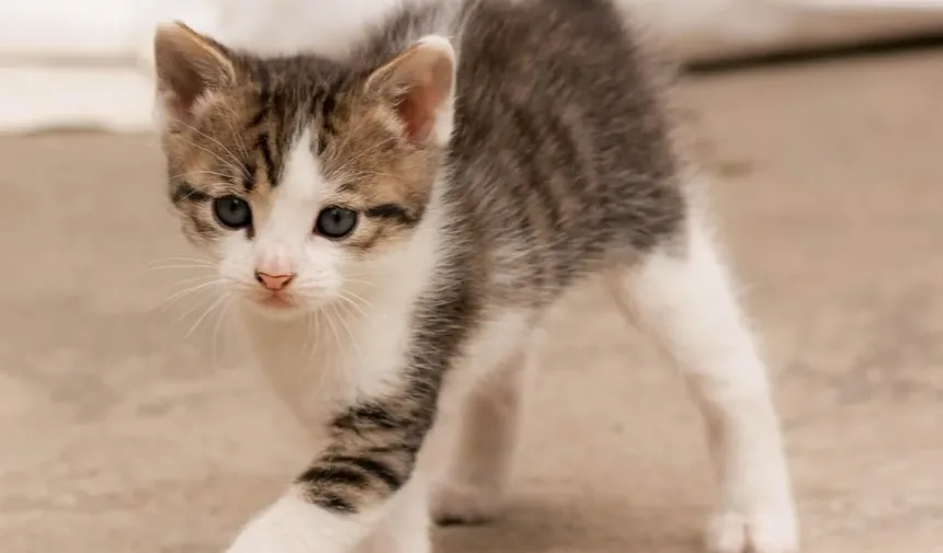 Como Saber Se Meu Gatinho Está Engordando
