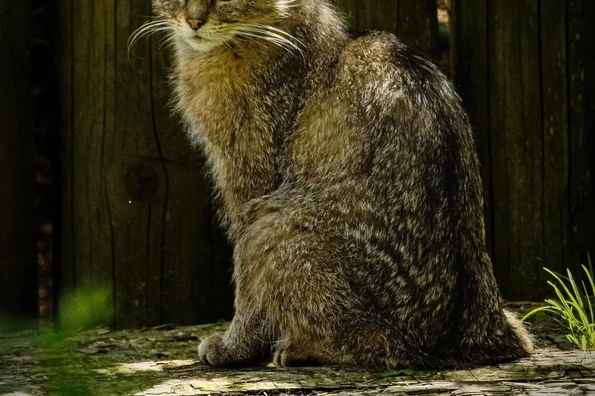Como Saber Se Meu Gatinho Está Engordando