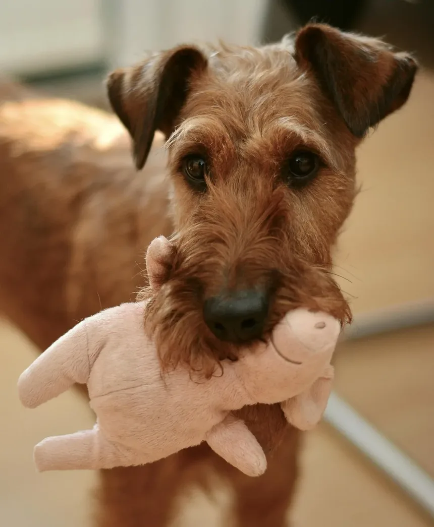 Como Treinar um Cão para Ser um Cão Diabético: Um Guia Completo