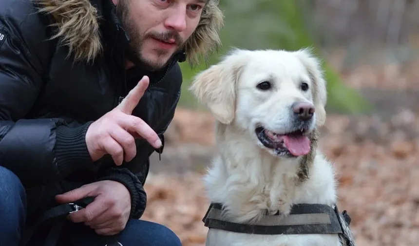 Como Treinar um Cão para Ser um Cão Diabético: Um Guia Completo