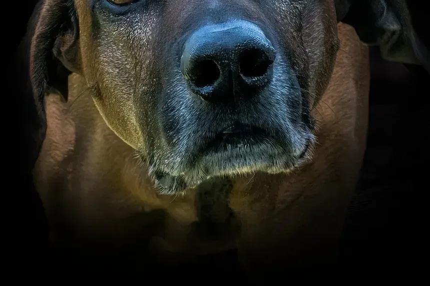 Como Treinar um Cão para Ser um Cão Diabético: Um Guia Completo