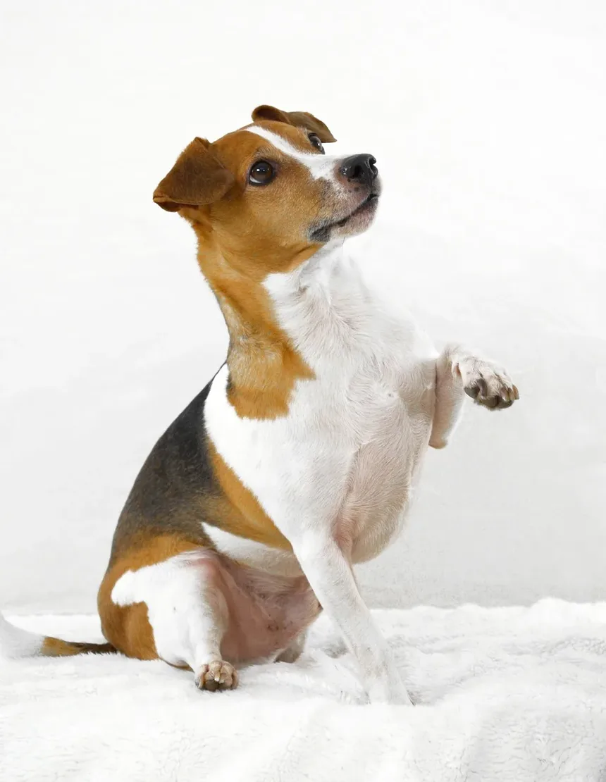 Como Tratar um Cão com Insuficiência Renal Aguda