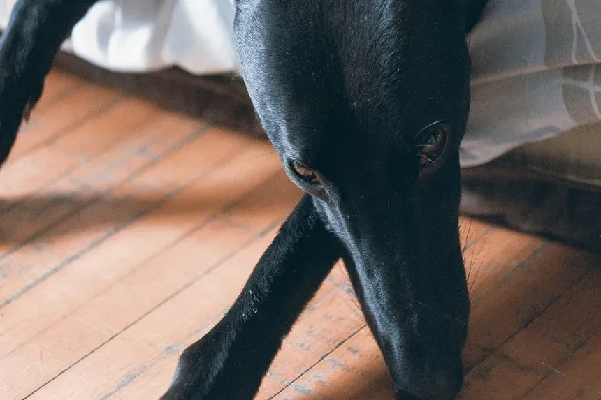 Como Tratar a Anemia em Cães com Doença Renal