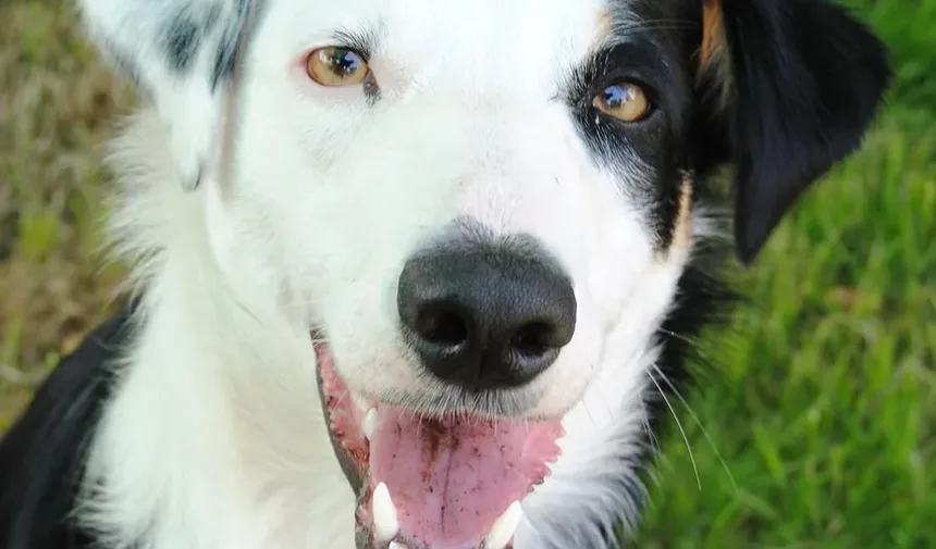 Como Tratar Alergia a Pólen em Cães: Remédios Caseiros