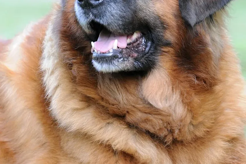 Como Tratar Alergia a Pólen em Cães: Remédios Caseiros