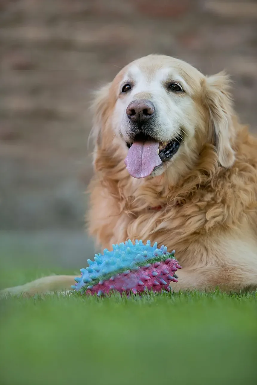 Como Tratar Irritação na Pele do Cão Causada pelo Peitoral