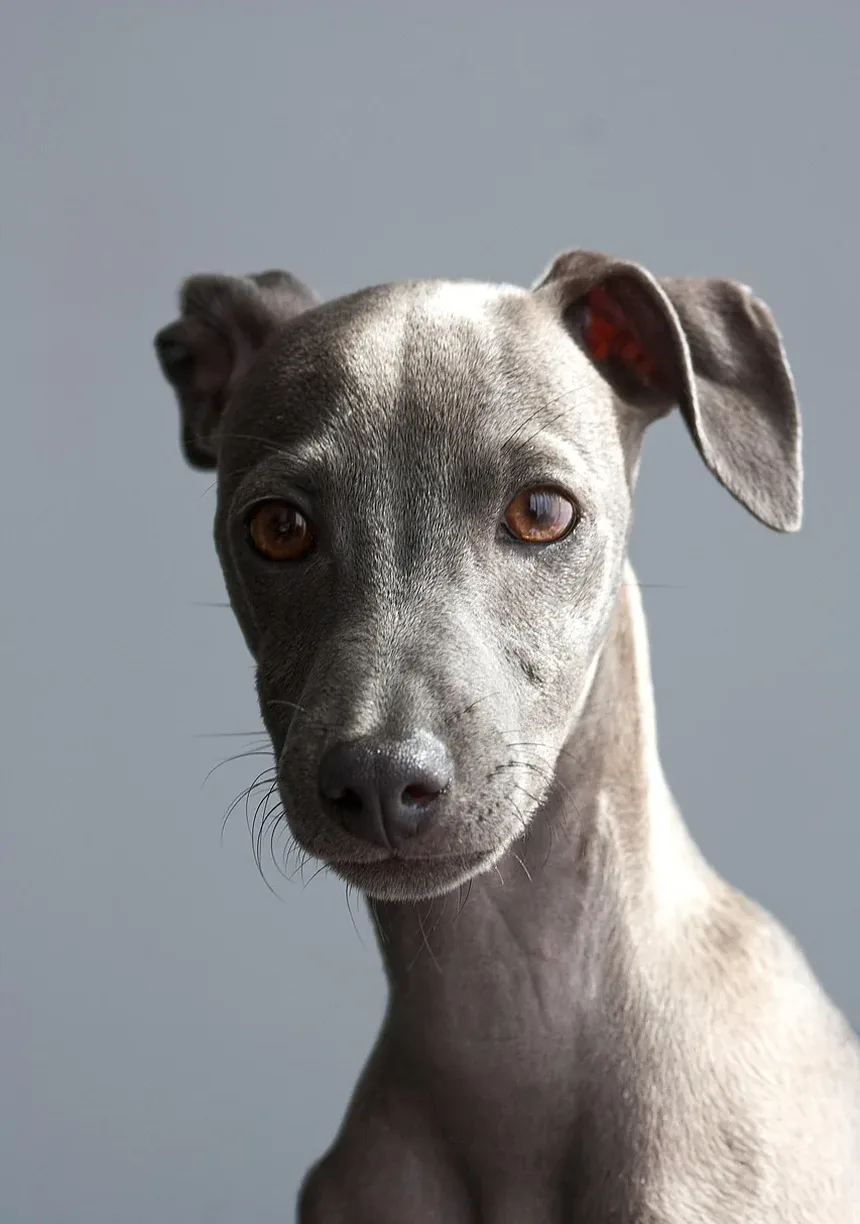 Como Tratar Irritação na Pele do Cão Causada pelo Peitoral