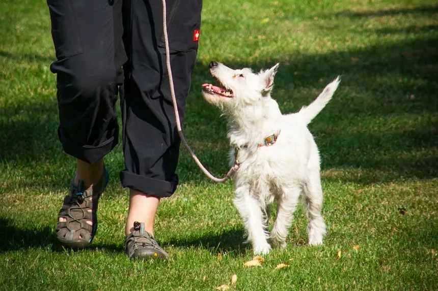 Como Tratar Irritação na Pele do Cão Causada pelo Peitoral