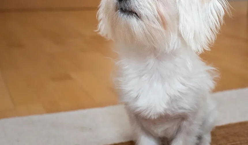 Como Tratar Erupção Cutânea na Barriga do Cachorro: Um Guia Completo