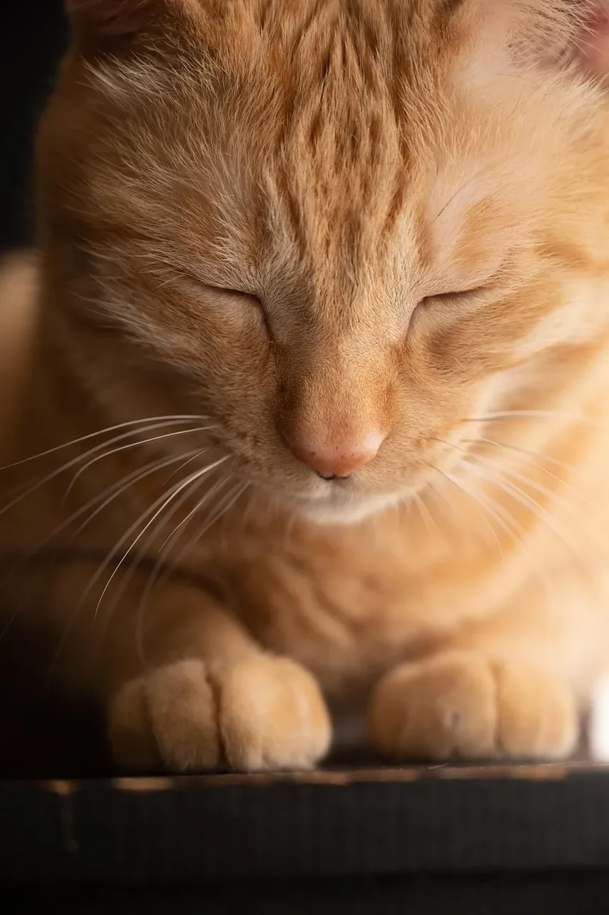 Como Pesar Meu Gato em Casa: Um Guia Completo