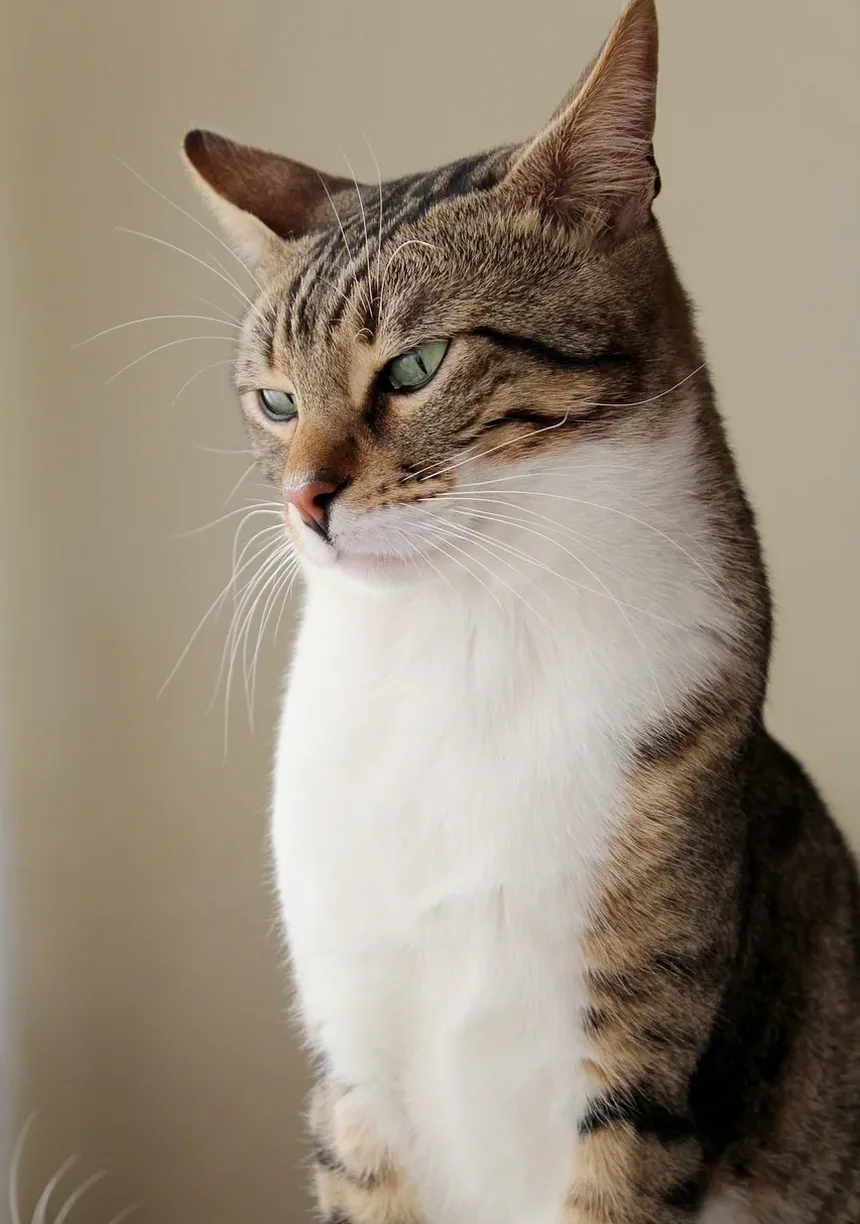 Como Pesar Meu Gato em Casa: Um Guia Completo