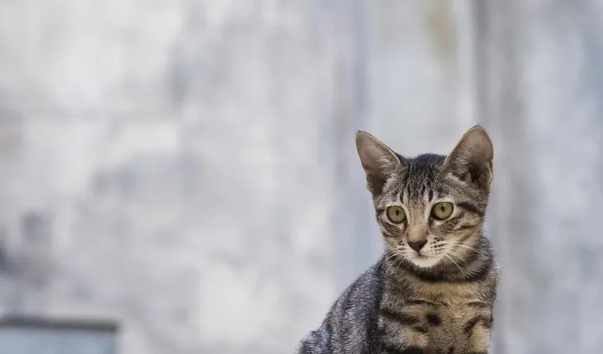 Como Pesar Meu Gato em Casa: Um Guia Completo