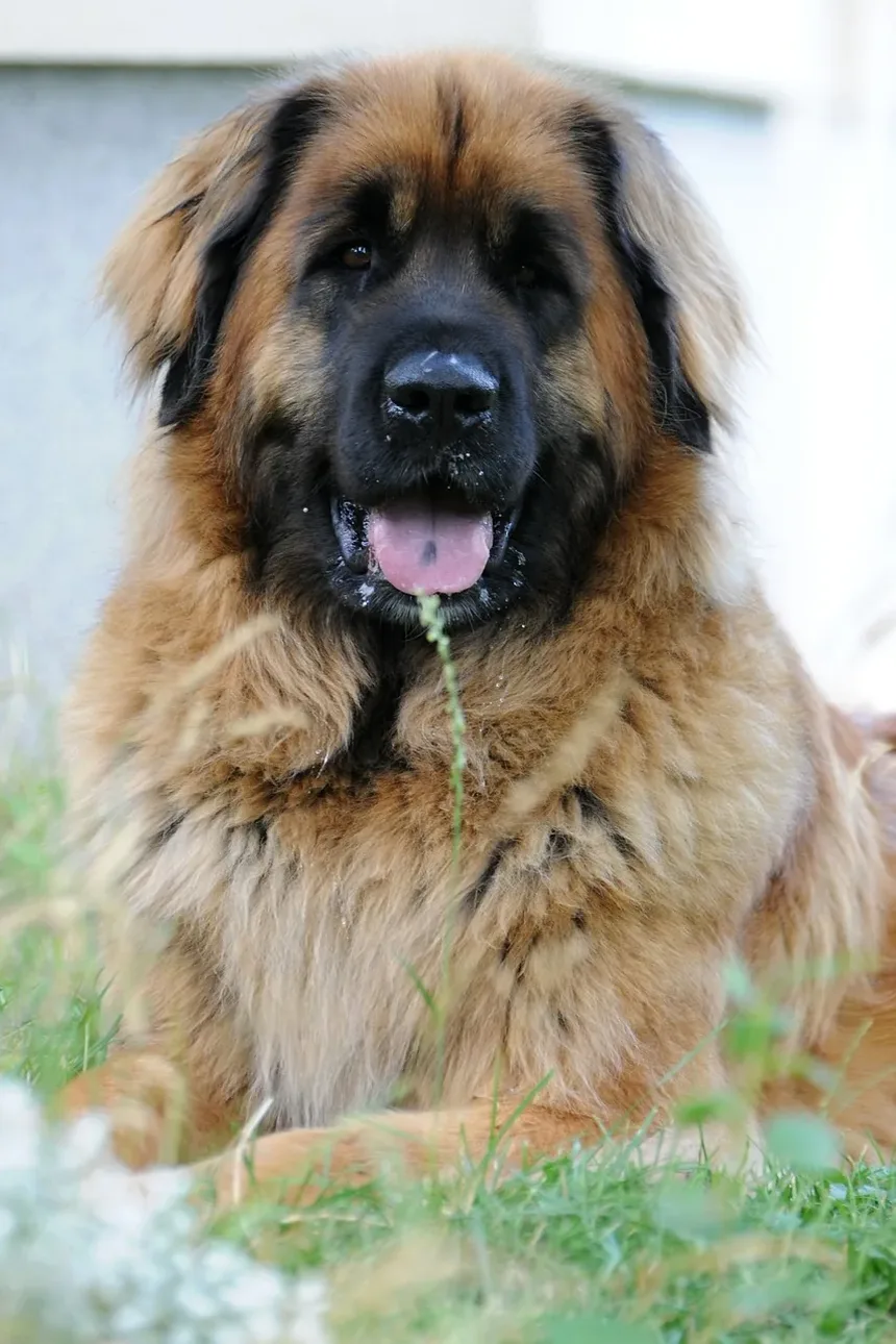 Ração Sem Grãos é Boa para Cães com Convulsões?